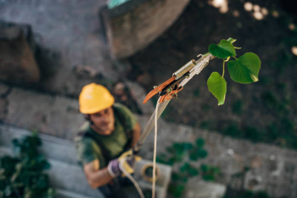 Best Arborist Consultation Services  in Buchanan Dam, TX