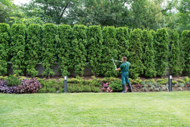 Best Lawn Grading and Leveling  in Buchanan Dam, TX