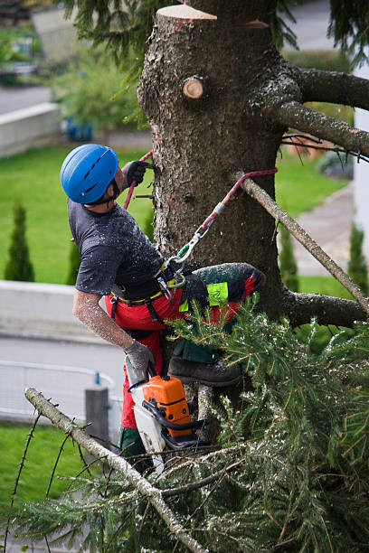 Best Tree Trimming and Pruning  in Buchanan Dam, TX