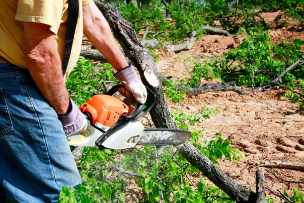 Trusted Buchanan Dam, TX Tree Services Experts